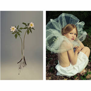 RICHARD VON HOFSTEN, Anemone, fotografier, 2 st