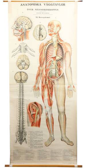 Anatomisk plansch, P.A.Norstedt, 1930