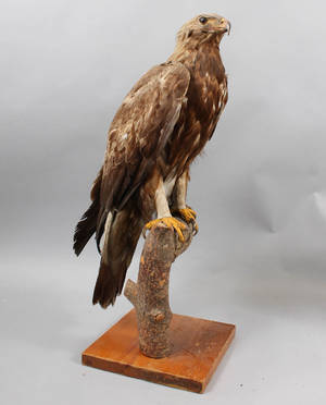 Uppstoppad kungsörn, Aquila chrysaetos