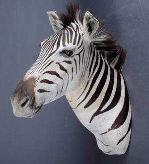 Uppstoppad Zebra, 90x78 cm