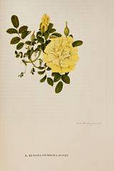 Fine illustrations Old garden Roses. 2 vols. London Rainbird Ltd 1955-1957. 2