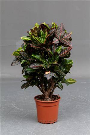 Slutpris för stor stueplante codiaeum golden sun Stor stueplante