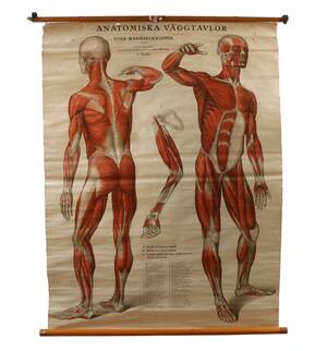 Anatomisk plansch, Norstedts, 1937