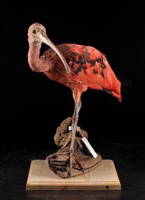 Röd Ibis Eudocimus ruber, uppstoppad fågel
