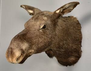 Jagttrofæ. Hovedmonteret elg Alces alces, hun