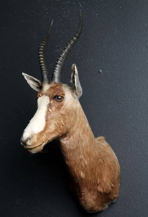 Jagttrofæ i form af skuldermonteret blesbok