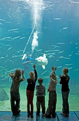 V.I.P tur for hele familien i Nordsøen Oceanarium til fordel for Dansk flygtningehjælp.