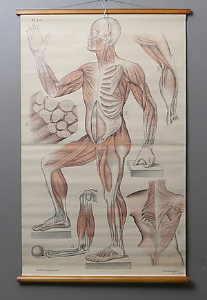 ANATOMISK PLANSCH, Dybdahls Zoologiske plancher, Aschenhoug Co, 1900-talets första hälft.