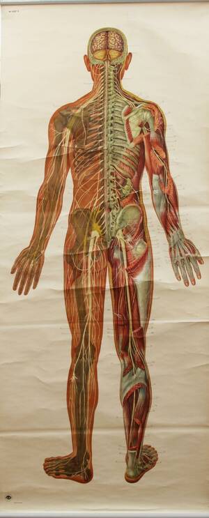Äldre anatomisk plansch, Nervsystemet