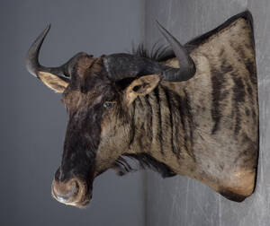 Hovedmonteret, Blue Wildebeest Gnu, jagttrofæ