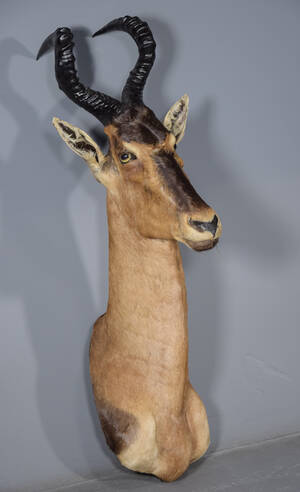 Hovedmonteret, Red Hartebeest, jagttrofæ