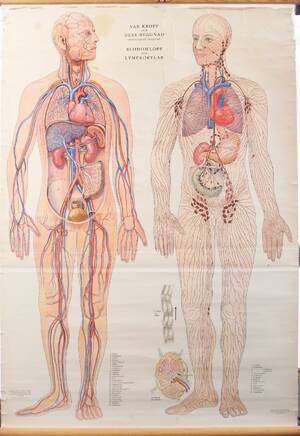 Anatomisk plansch